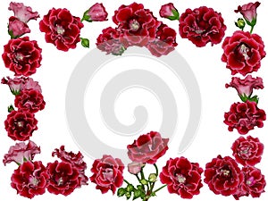 Red gloxinia flower frame border isolated