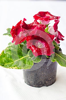 Red Gloxinia