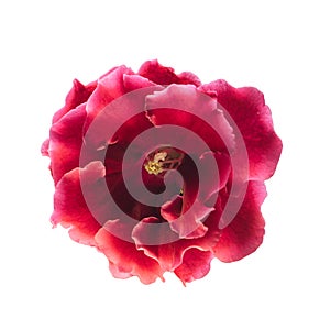 Red gloxinia in a pot on a window