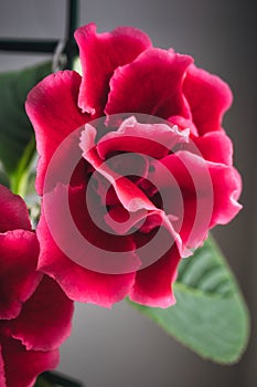 Red gloxinia in a pot on a window
