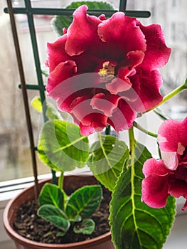 Red gloxinia in a pot on a window