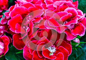 Red Gloxinia Sonata Sinningia speciosa