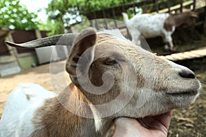 red goat closeup portrait on summer farm background