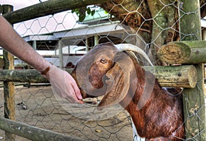 A Red Goat is Hand Fed Grain by a Visitor