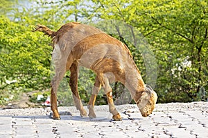 Red goatling