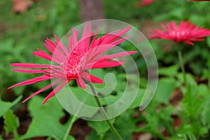 Red Goatsbeard