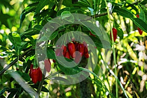 Red goji berries in green foliage on a tree