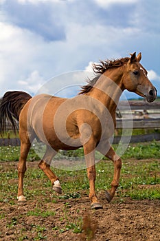 Red Gold arabian horse photo