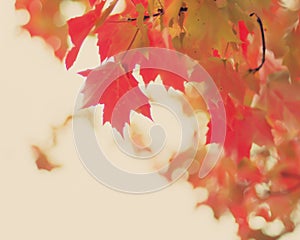 Red and gold autumn leafs