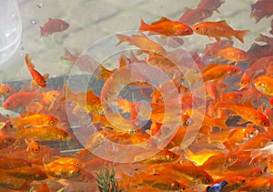 Red and gold fishes