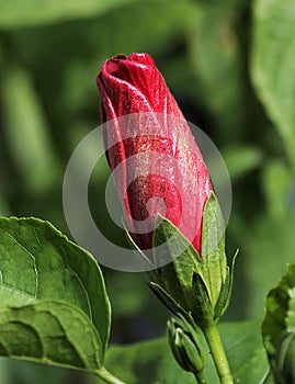 Red and Gold Hibiscus Bud