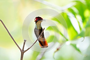 Red and gold Ruby Topaz hummingbird perched on a branch chirping photo