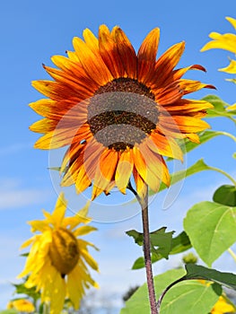 Red and Gold Sunflower on Fall day in Littleton, Massachusetts, Middlesex County, United States. New England Fall.