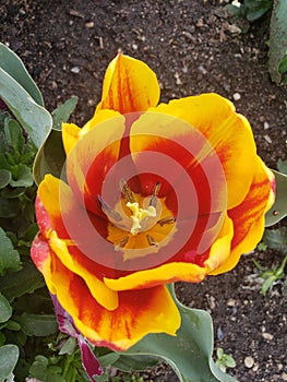 Red and gold two tone tulip