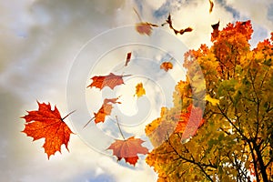 Red and golden colored autumn leaves falling down from a maple tree, sky with clouds and copy space, motion blur