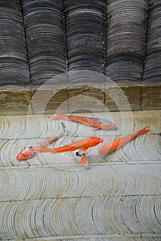 Red and golden fish pond. Koi carp in a tiled water basin