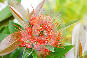 Red Golden Penda flower