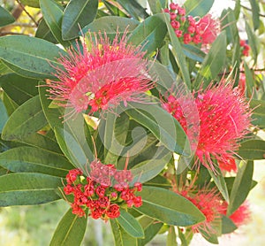 Red Golden Penda (Xanthostemon chrysanthus)