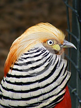 Red golden pheasant