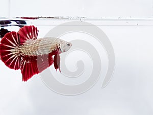 Red golden plakat betta fish with fluffy fins.