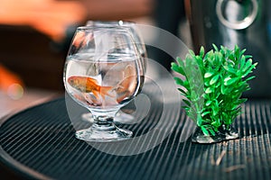 Red goldfish in a glass with algae in pet shop