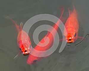 Red goldfishes