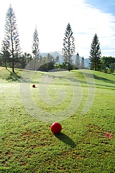 Red golf ball in the golf course with grass and trees
