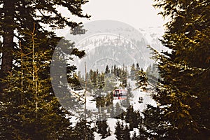 Red gondola ski cable way lift isolated in fir forest in Goderdzi ski resort. Georgia