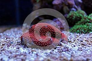 Red Goniopora Lps Coral