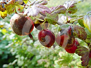 Red gooseberries on a branch of gooseberry bush with a powdery mildew Podosphaera mors-uvae