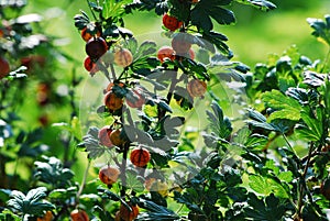 Red gooseberries hanging on a bush
