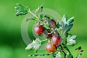 Red gooseberries hanging on a bush