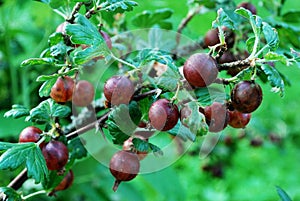 Red gooseberries hanging on a bush