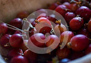 Red gooseberries