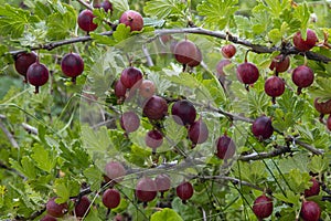Red gooseberry berries on a branch