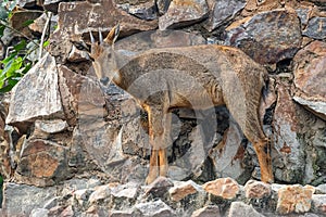 Red goral (Naemorhedus baileyi) on a cliff before jumping down