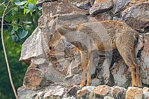 Red goral (Naemorhedus baileyi) looking down from a cliff before jumping down