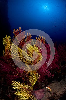 Red gorgonian in Mediterranean sea