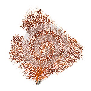 Red Gorgonian or red sea fan coral isolated on white background