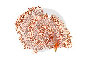 Red Gorgonian or red sea fan coral isolated on white background