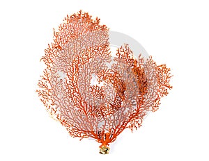 Red Gorgonian or red sea fan coral isolated on white background