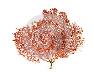 Red Gorgonian or red sea fan coral isolated on white background