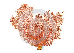 Red Gorgonian or red sea fan coral isolated on white background photo