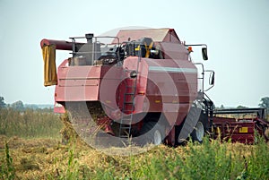 Red grain harvester combine in a field