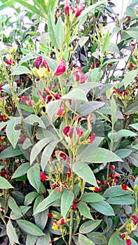 Red gram pigeonpea plants