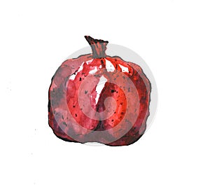 Red granate isolated on white background sketch autumn