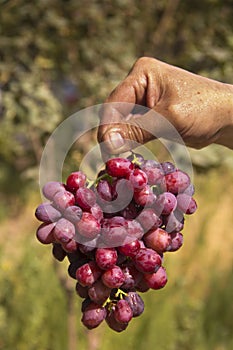 Red grape