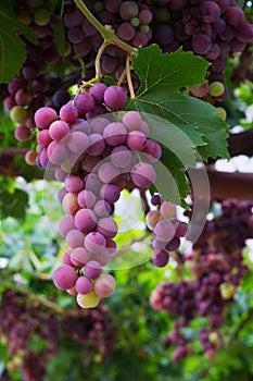 Red grape