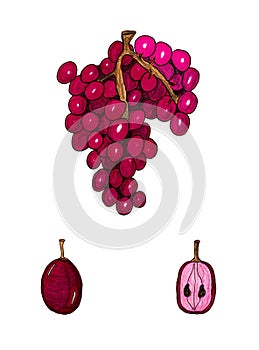 Red grape berries isolated on a white background. Design element, hand drawn sketch