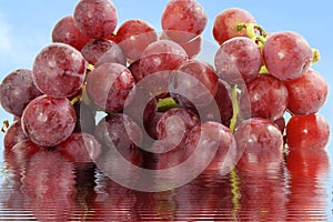 Red grape bunch closeup in water reflection sky background